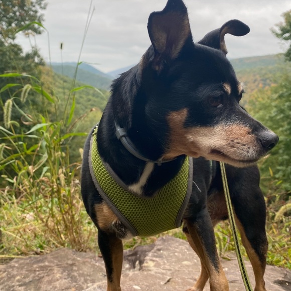 Pet Friendly Home πΆπ± - Picture 2 of 16